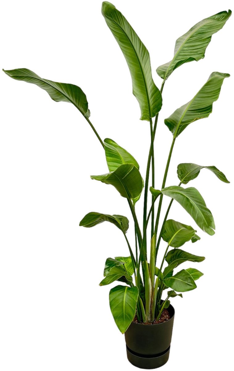 Strelitzia Nicolai inclusief elho Greenville Round zwart - 180 cm - Ø30