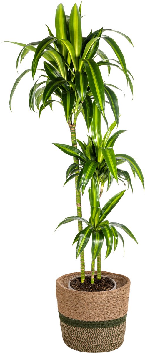 Dracaena Deremensis Hawaiian Sunshine met mand Ø24cm - 130 - 150cm