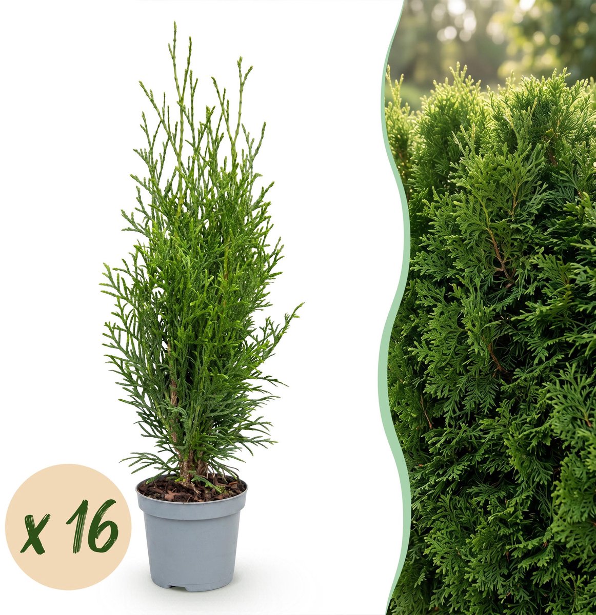 16x Thuja occidentalis Smaragd - Levensboom - Haagplanten - Groenblijvend - Groen - Pot 9cm - Hoogte 20-30cm
