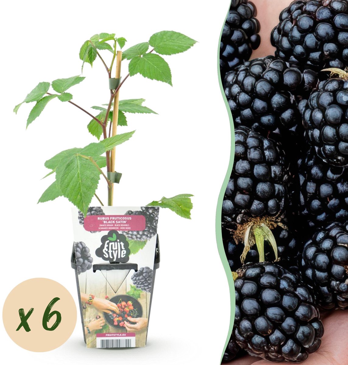 Fruitplanten - Braam - Rubus Black Satin - Winterhard - 6 Planten - Pot 9 cm - Zwarte Braam