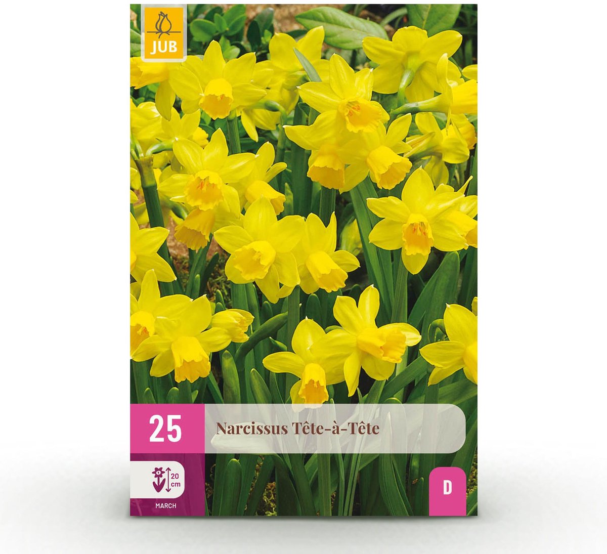 Bloembollen - Narcis Tete-A-Tete - Kleur Geel - 25 stuks - Bolmaat 10/11 - XXL Pack
