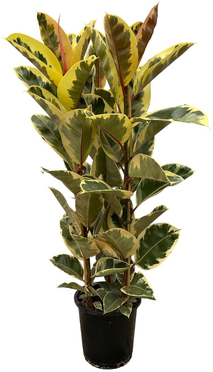Ficus Elastica Tineke struik - 140 cm - Ø28cm