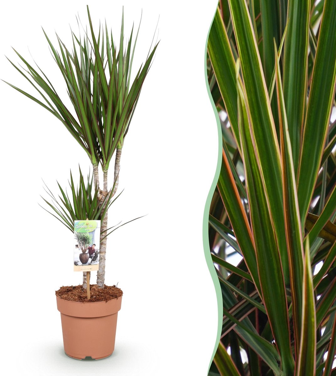 Green is... Kamerplanten - Dracaena Marginata - Drakenbloedboom - Weinig onderhoud - Groen - 1 Plant - Pot 17cm - Hoogte 70-80cm