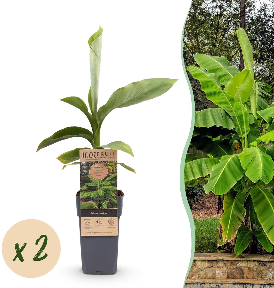 Fruitplant - Musa Basjoo - Bananenboom - Winterhard - Groen - 2 Planten - Pot 15cm - Hoogte 50cm