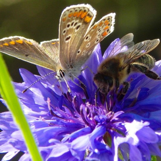 Een bruine vlinder met oranje vlekken en een bruine bij op een paarse korenbloem.