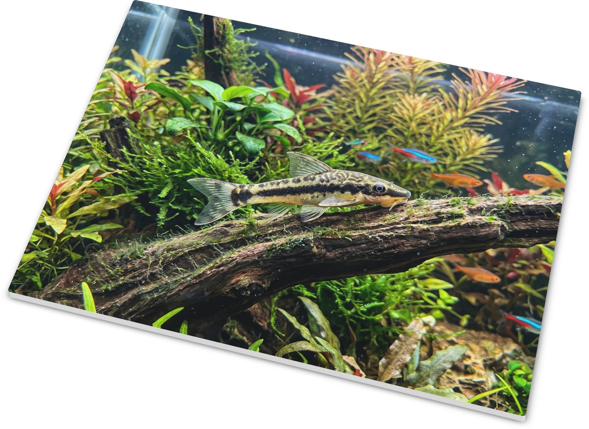 Tegeltje met corydoras meerval in aquarium - liggende onderwater illustratie met hout, mos, planten en kleine tropische vissen voor aquariaan en visliefhebber 15x20