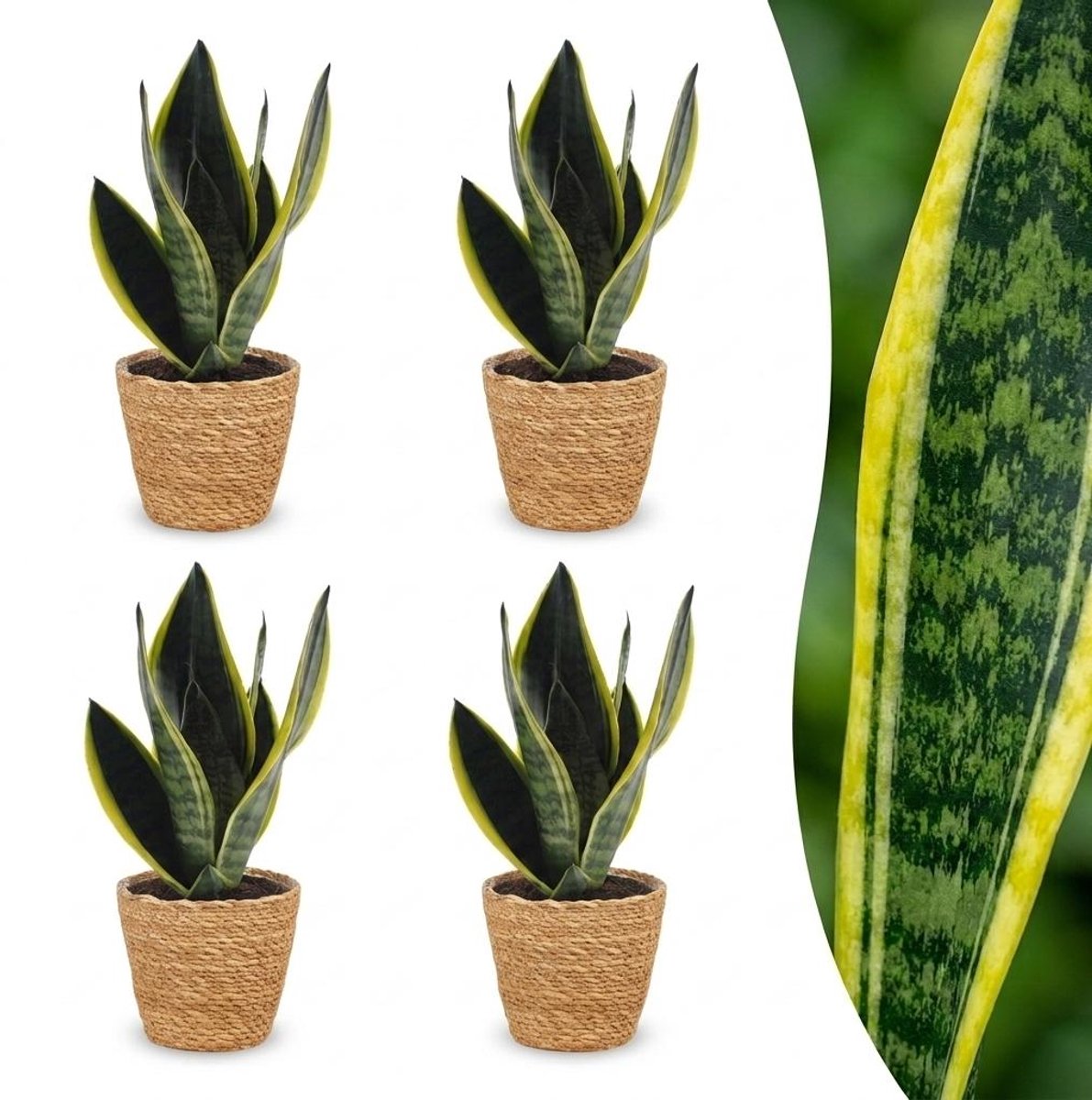 Plantenboetiek.nl | Sansevieria Future Superb - Vrouwentong - 4 Planten - met Mand - Ø12cm - 25-35cm hoog