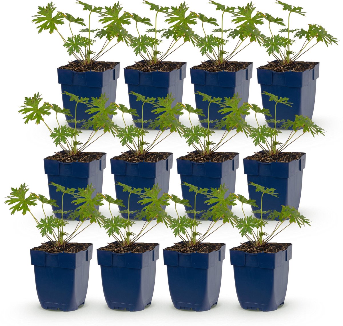 Plantenboetiek.nl | Geranium Johnson's Blue - Ooievaarsbek - Bodembedekkend - Blauw - 12 Planten - Ø11cm - 15-25cm hoog - Tuinplant