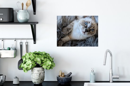 Poster Siamese kitten met blauwe ogen op een deken van schapenvacht - 40x30 cm