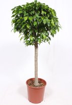 Kamerplant van Botanicly – Treurvijg – Hoogte: 130 cm – Ficus benjamina columnar