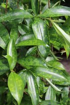 Kamerplant van Botanicly – Drakenboom – Hoogte: 130 cm – Dracaena surculosa