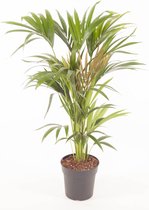 Kamerplant van Botanicly – Kentiapalm  – Hoogte: 100 cm – Howea forsteriana Kentia