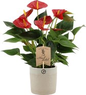 Kamerplant van Botanicly – Flamingoplant in grijsbeige sierpot als set – Hoogte: 36 cm – Anthurium diamond red