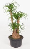 Kamerplant van Botanicly – Olifantenpoot – Hoogte: 100 cm – Beaucarnea recurvata