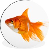 WallCircle - Tableau - Poisson Rouge Poisson Dibond Et Xxl - Multicolore - 120 X 120 Cm