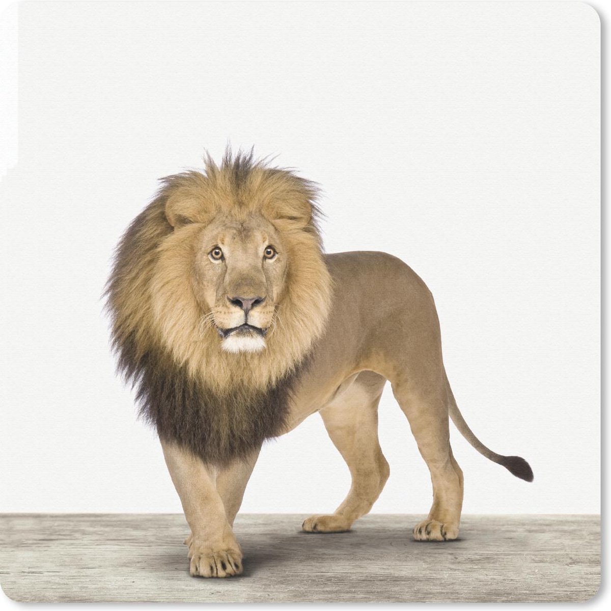 Muismat 30x30 cm - Mousepad Dieren - Leeuw - Wit - Muismatten