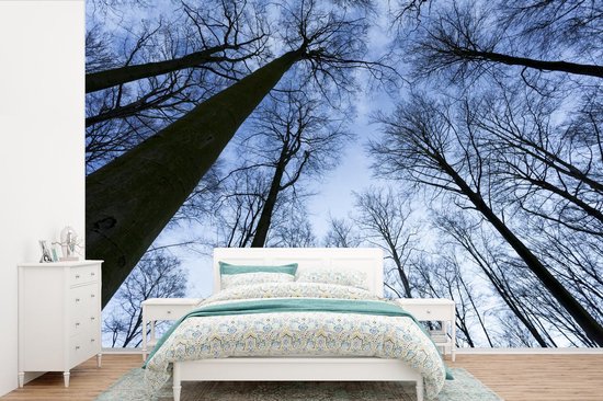 Papier peint - Papiers Papier peint photo Forêt - Arbres - Ciel - Largeur 390 cm x Hauteur 260 cm