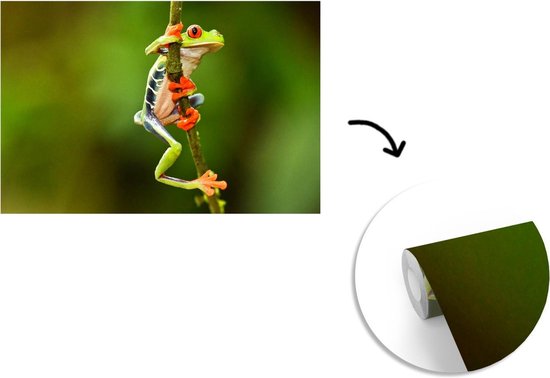 Papier peint Papier peint photo en vinyle - Grenouille ara aux yeux rouges dans la jungle largeur 330 cm x hauteur 220 cm - Tirage photo sur papier peint (disponible en 7 tailles)