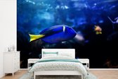 Behang - Fotobehang Blauwe vis in aquarium - Breedte 390 cm x hoogte 260 cm