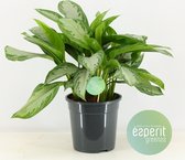 Kamerplant van Botanicly – Aglaonema – Hoogte: 40 cm – Aglaonema Silver Bay