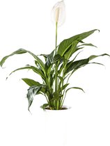 Plant in hydrocultuur systeem van Botanicly: Lepelplant  met weinig onderhoud – Hoogte: 35 cm – Spathiphyllum Hybriden