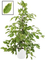 Mama's Planten - Ficus Benjamina ‘Golden King’ In ELHO Brussels Round (wit) - Vers Van De Kweker - ↨ 105cm - ⌀ 22cm