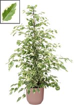 Mama's Planten - Ficus Benjamina 'Twilight' In ELHO Vibes Fold Rond Sierpot  (delicaat Roze) - Vers Van De Kweker - ↨ 105cm - ⌀ 22cm