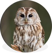 Cercle Mural - Cercle Mural - Hibou - Branche - Vogel - Aluminium - Dibond - 140x140 cm - Intérieur et Extérieur