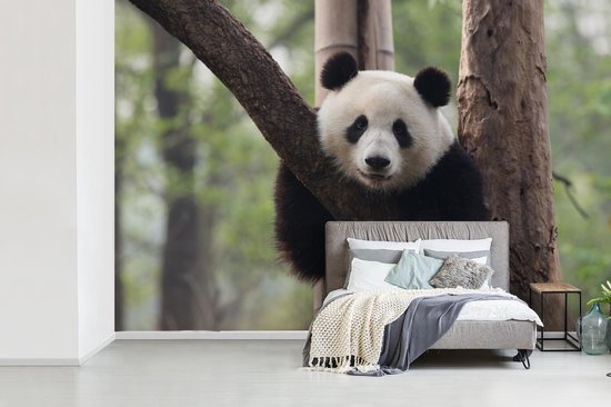 Papier peint - Papier peint photo Panda - Arbre - Forêt - Largeur 390 cm x hauteur 260 cm