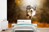 Behang - Fotobehang Hond - Bladeren - Herfst - Breedte 600 cm x hoogte 400 cm