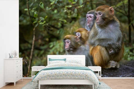 Papier peint photo peint vinyle - Famille singes rhésus largeur 390 cm x hauteur 260 cm - Tirage photo sur papier peint (disponible en 7 tailles)