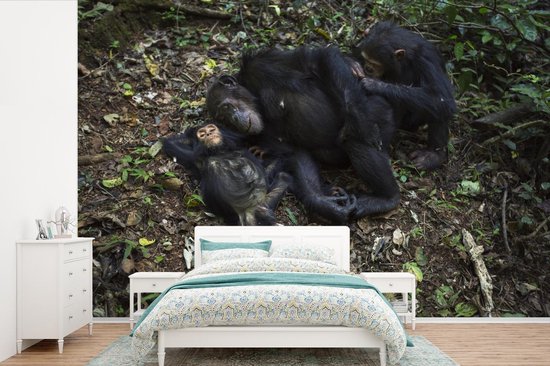 Papier peint Papier peint photo en vinyle - Famille de chimpanzés endormis largeur 420 cm x hauteur 280 cm - Tirage photo sur papier peint (disponible en 7 tailles)