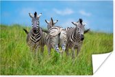 Poster Drie zebra's in de natuur - 60x40 cm