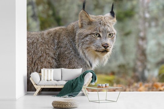 Papier peint - Papier Papier peint photo Lynx - Forêt - Grijs - Largeur 330 cm x Hauteur 220 cm