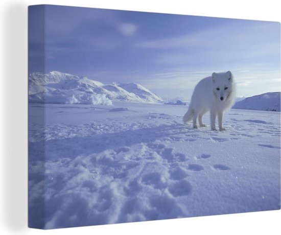 Renard arctique dans la neige sur toile 120x80 cm - Tirage photo sur toile (Décoration murale salon / chambre) / Peintures sur toile Animaux