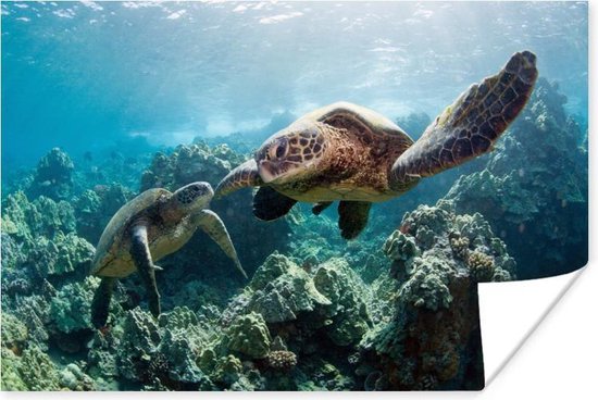 Twee zeeschildpadden Poster 150x75 cm - Foto print op Poster (wanddecoratie)