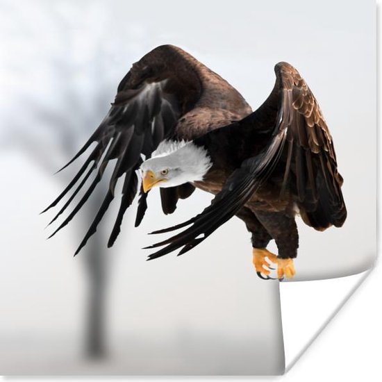 Poster Witkop zeearend - Adelaar - Roofvogel - Vleugels - Vliegend - 75x75 cm
