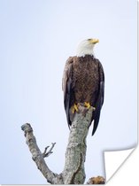 Poster Amerikaanse zeearend - Adelaar - Roofvogels - Zittend - 90x120 cm