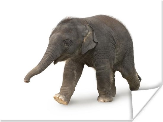 Poster Kleine olifant tegen witte achtergrond - 40x30 cm