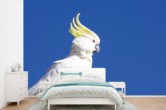 Papier peint photo vinyle - Cacatoès Witte avec une crête jaune dans un ciel bleu largeur 330 cm x hauteur 220 cm - Tirage photo sur papier peint (disponible en 7 tailles)