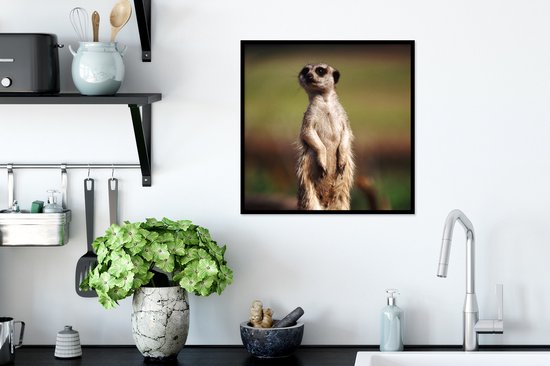 Cadre photo avec affiche - Suricate - Animal - Sauvage - 40x40 cm - Cadre pour affiche