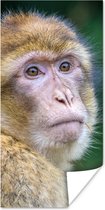 Poster Apen - Dieren - Portret - Natuur - 60x120 cm