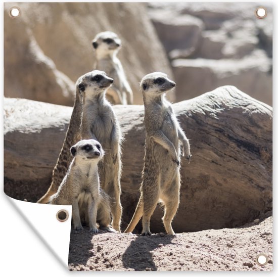 Tuinposter Stokstaartjes 100x100 Cm - Buiten Decoratie, UV-bestendig En Waterbestendig