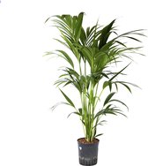 Plant in hydrocultuur systeem van Botanicly: Kentiapalm met weinig onderhoud – Hoogte: 125 cm – Howea Forsteriana