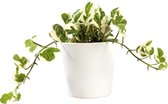 Plant in hydrocultuur systeem van Botanicly: Epipremnum pinatum NJoy met weinig onderhoud – in wit kleurig hydrocultuur sierpot – Hoogte: 5 cm
