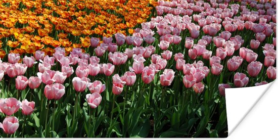 Poster Gekleurde tulpen in de Keukenhof - 150x75 cm