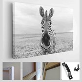 Grote neus Grappig uitziende schattige zebra ondiepe scherptediepte ogen in focus. Dramatische creatieve foto - Modern Art Canvas - Horizontaal - 1893088711