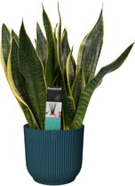 FloraExpert - Sansevieria - 40 Cm - Ø 16