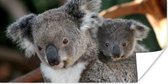Poster Koala's - Vader - Kind - Kinderen - Jongens - Meisjes - 120x60 cm