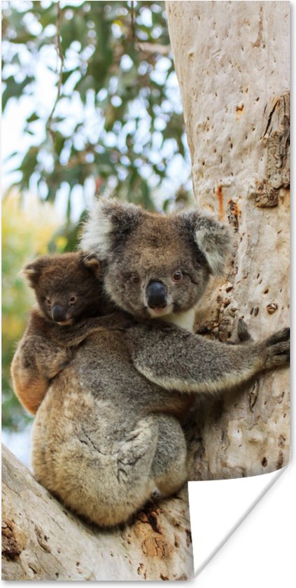 Poster Koala's - Kind - Boom - Kinderen - Jongetje - Meiden - 20x40 cm